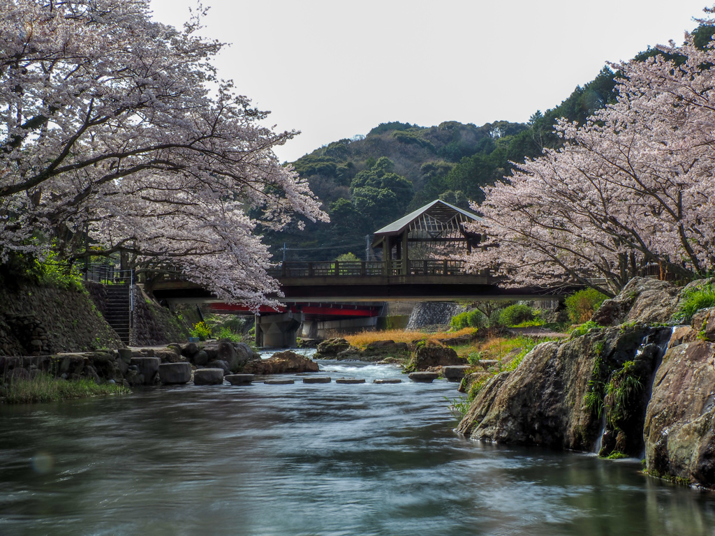 桜のある風景