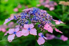 紫陽花9