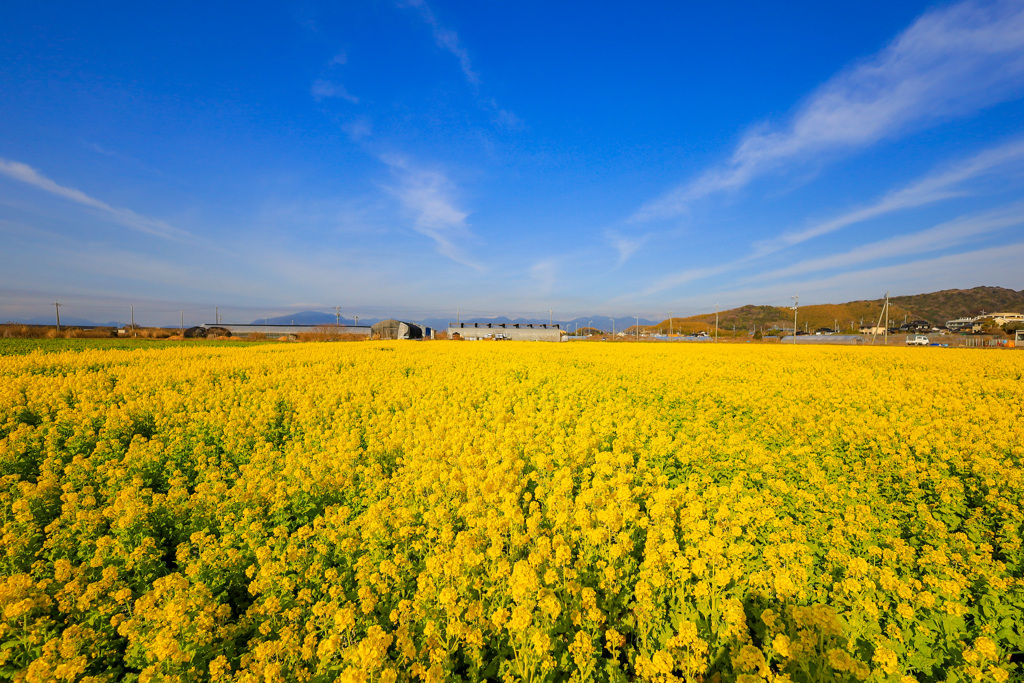 菜の花畑