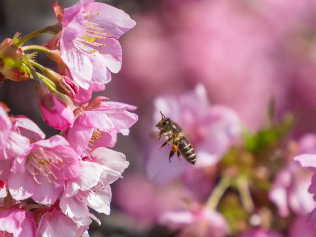 河津桜と蜂