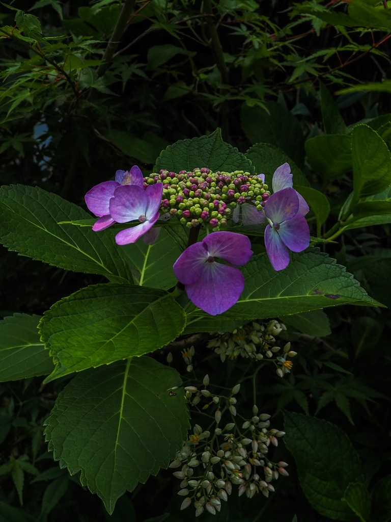 紫陽花