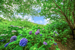 紫陽花16
