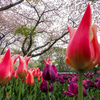 チューリップと桜