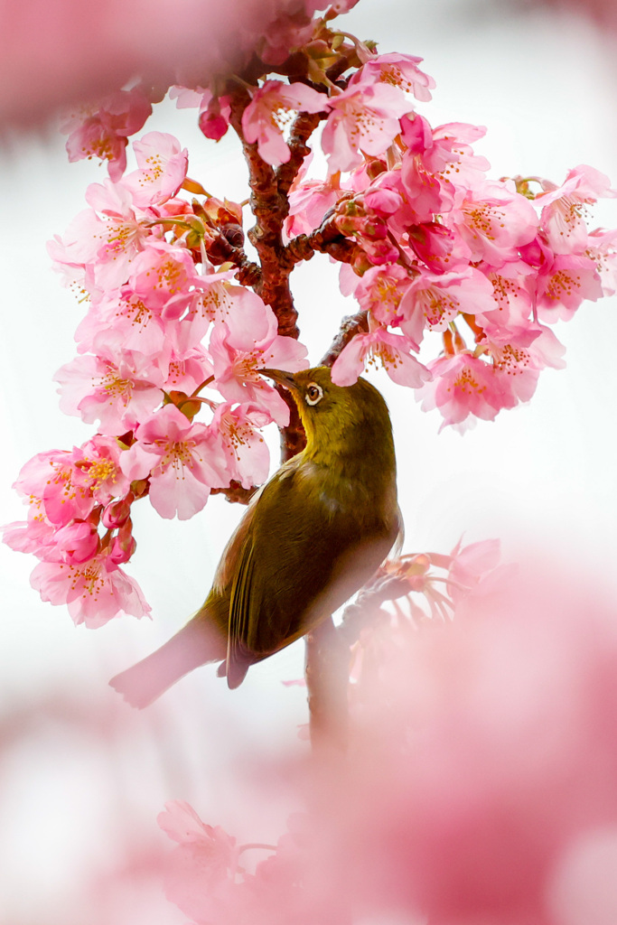 河津桜とメジロ