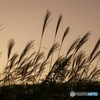 朝焼けとススキ