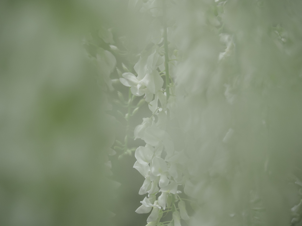 藤の花