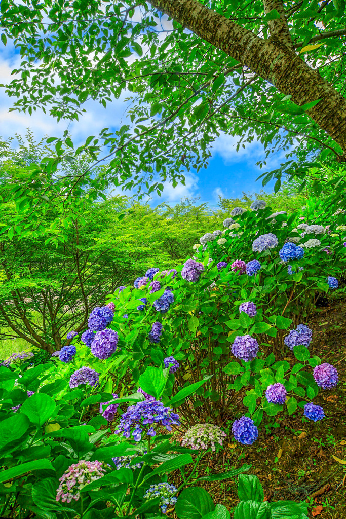 紫陽花15