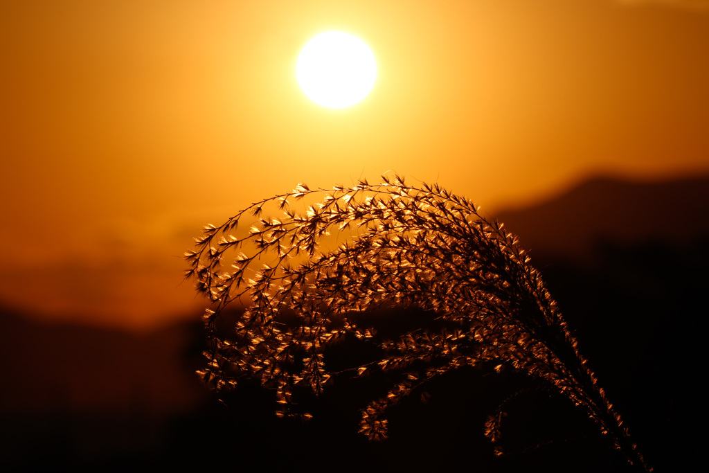 夕陽74