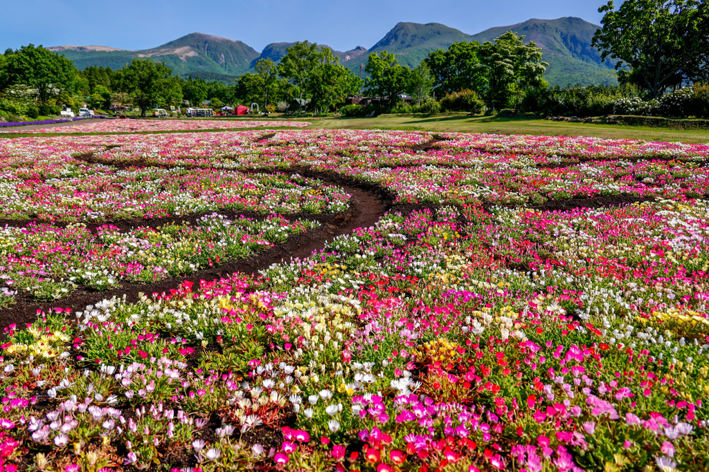 お花畑