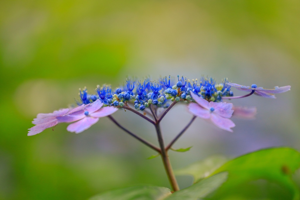 紫陽花11