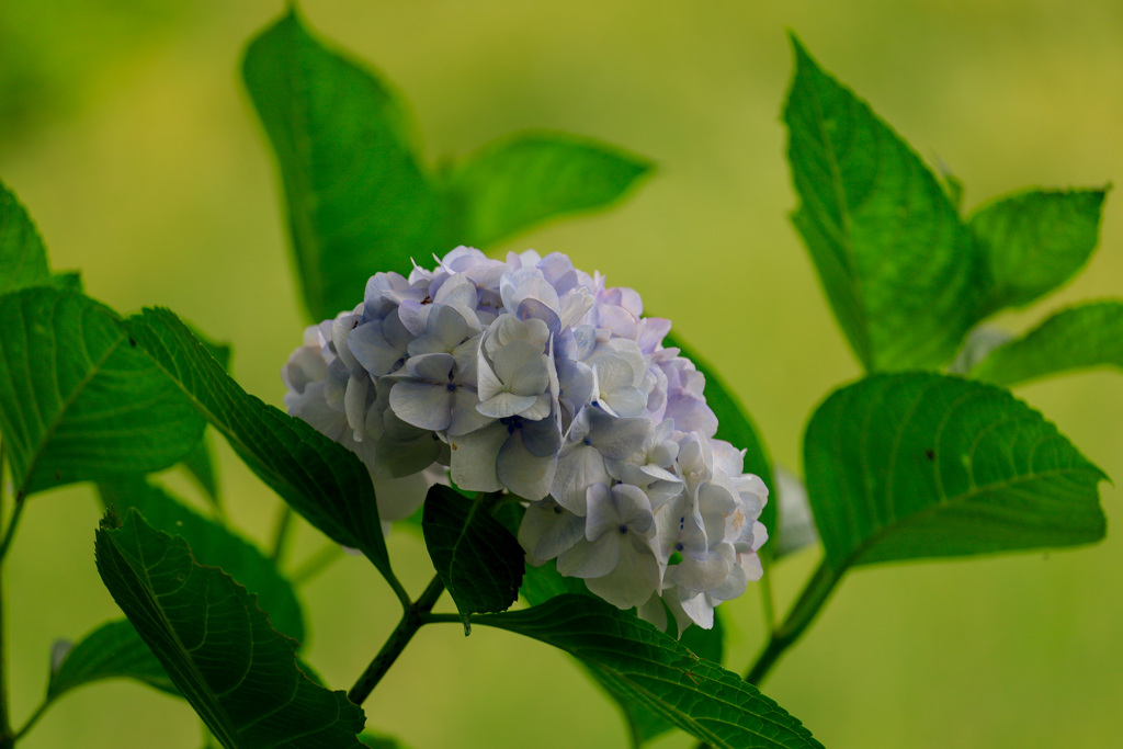 紫陽花10