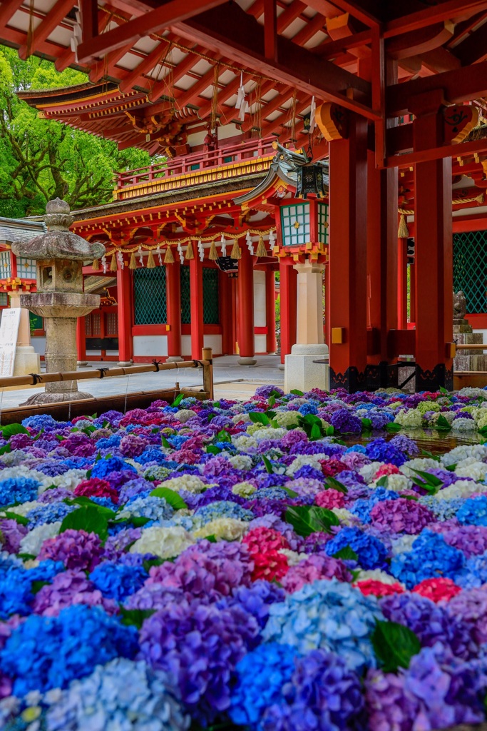 紫陽花19