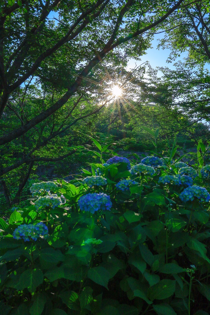 紫陽花4