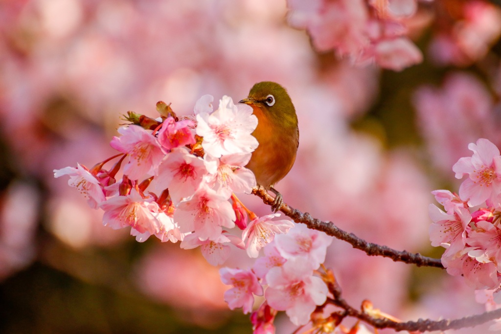 河津桜とメジロ8