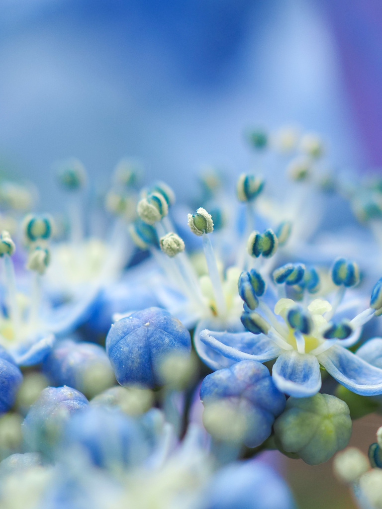 紫陽花