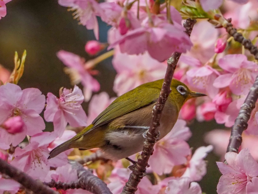 メジロと河津桜