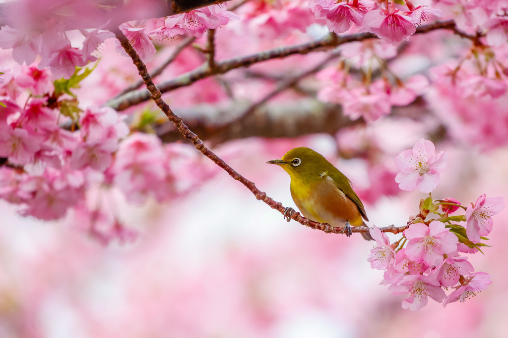 河津桜とメジロ