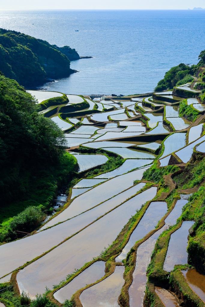 棚田