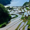 棚田