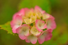 紫陽花6