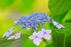 紫陽花17