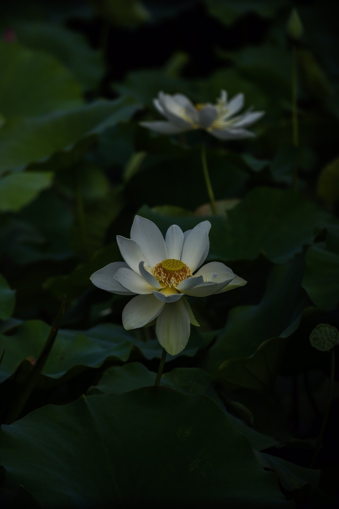 散策994