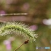 秋の始まり