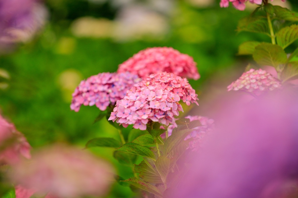 紫陽花14