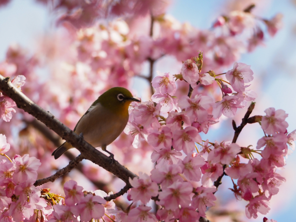 河津桜とメジロ