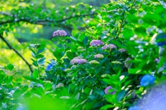 紫陽花