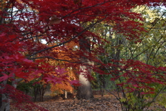 紅葉２