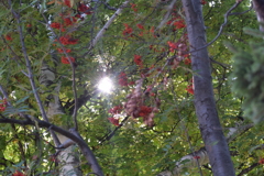 太陽と実り　　