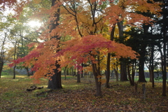紅葉１