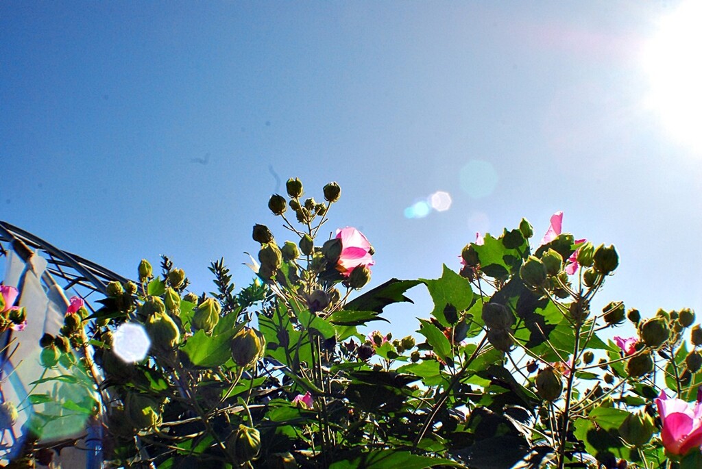 DSC青空、太陽、そして花_0010