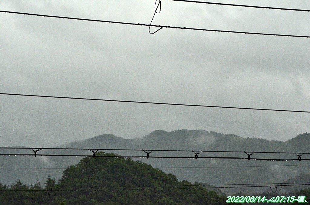 そぼ降る雨の朝（D5100望遠＋）_20220614-Am0715- (4)