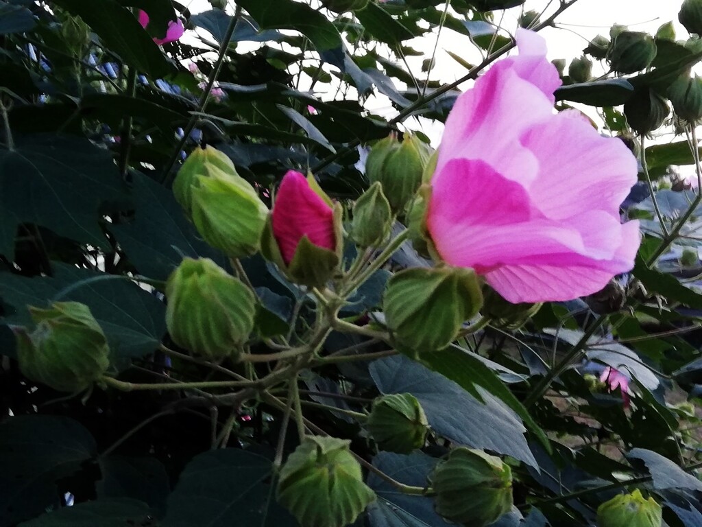 日没の眼も醒めるピンクの花 (2)