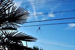 蜘蛛と雲　秋の真っ青な空-DSC_0014
