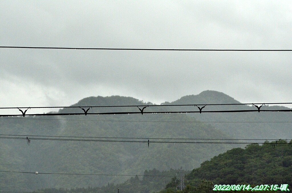 そぼ降る雨の朝（D5100望遠＋）_20220614-Am0715- (2)