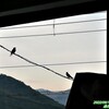 夕暮れのツバメ_17時30分頃、 (1)