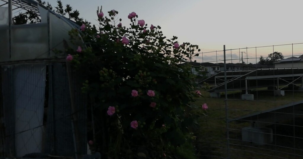 夕刻の風景 (1)_20191005Pm18時すぎ