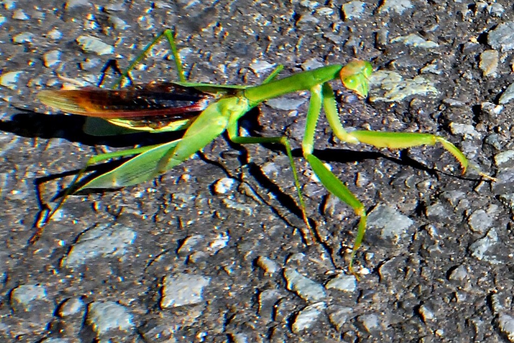 カマキリ_0002