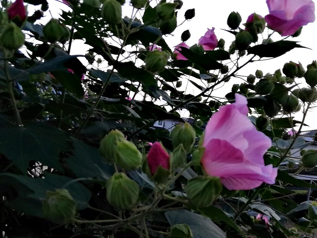 日没の眼も醒めるピンクの花 (3)