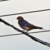 ツバメ　DSC_0021