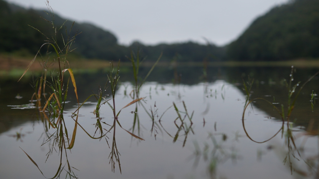 泥濘湿地帯