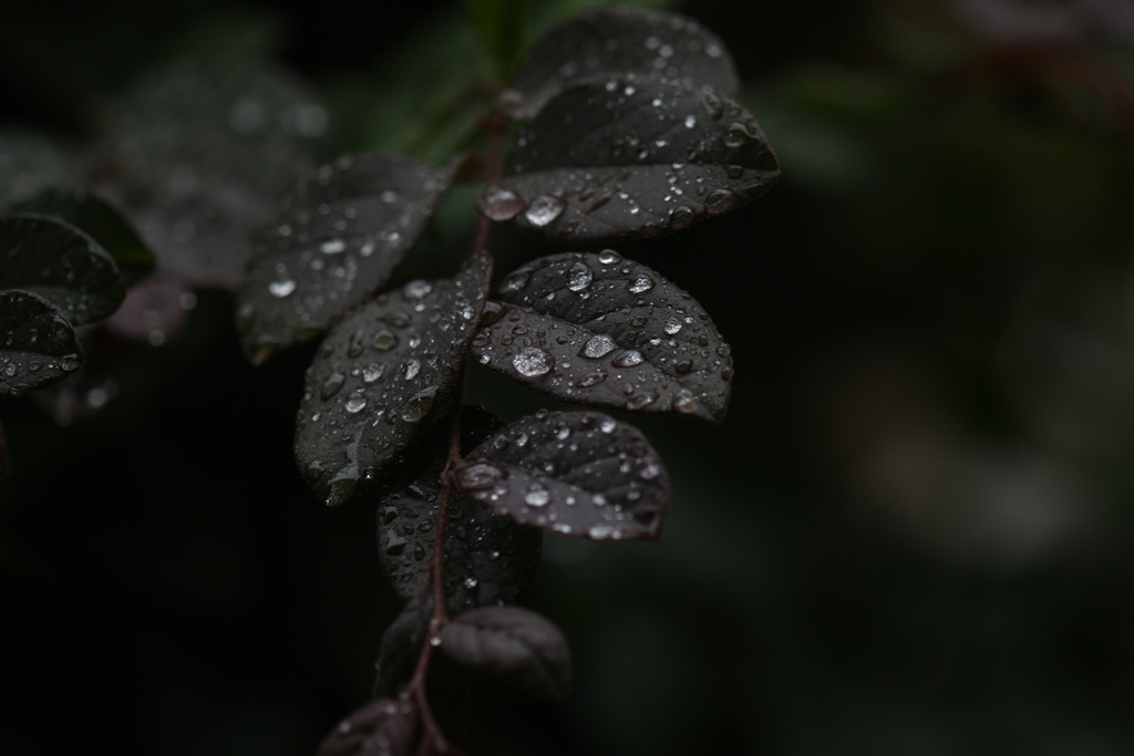 九月の雨