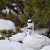 高山を生きるもの