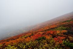 霧の中で燃える紅葉