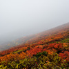 霧の中で燃える紅葉