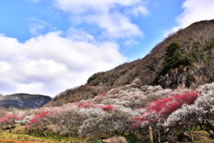 湯河原 梅の宴