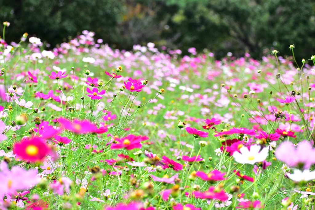 昭和記念公園 花の丘 コスモス